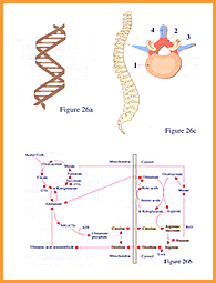 Dhanur-Veda Physiology